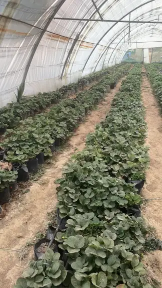صورة ٣، مزرعة فراولة الوغل
