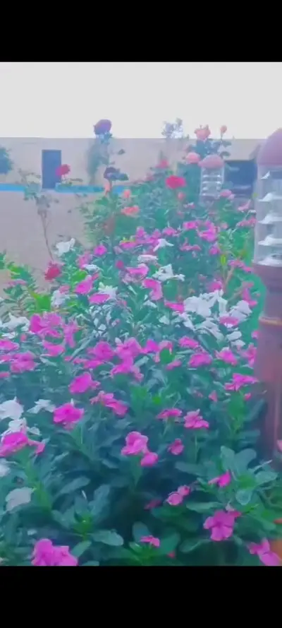صورة ٦، استراحة الشهد