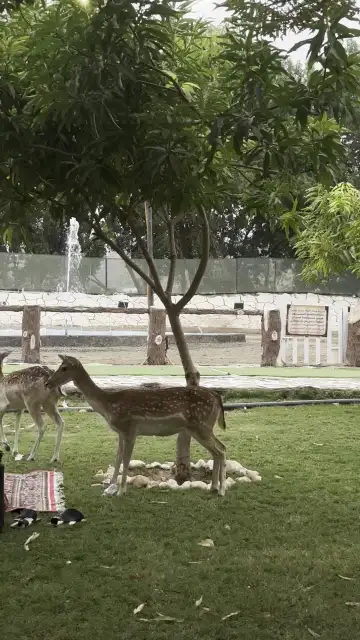 صورة ٣، منتجع السلوى ببيشه الترفيهي