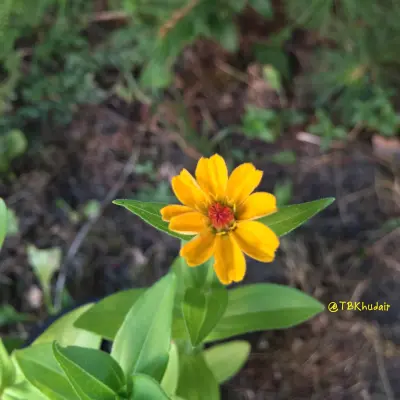 صورة ٤، صبا نجد - استراحة أبوسعود
