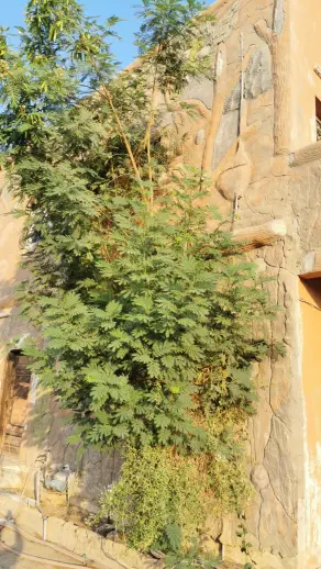 استراحة الوجيه