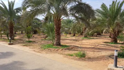 بساتين شيخة