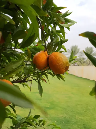 صورة ٤، استراحة مبروكة النصيان