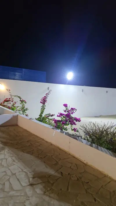 صورة ٣، استراحة النخيل