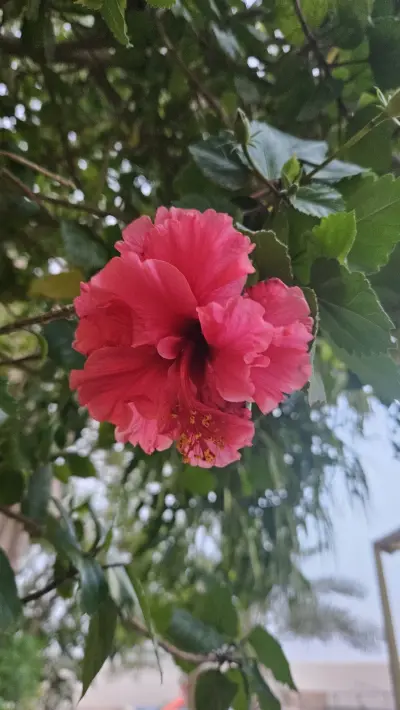 صورة ٥، مزرعة الحسناء ALHASNA FARM