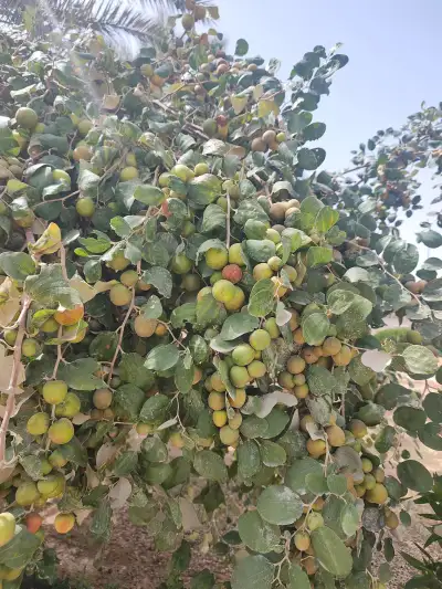 مزرعة الشيخ عبدالعزيز بن إبراهيم المهنا