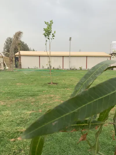 صورة ٢، استراحة السدرة