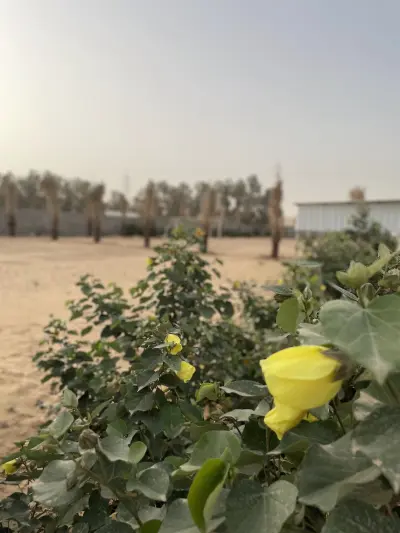 صورة ٦، شاليه ومنتجع القلعة