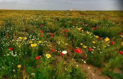 صورة ٢، مزرعة التميمية