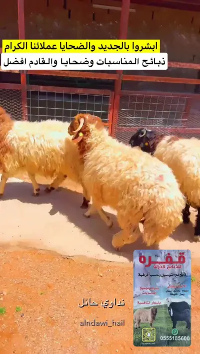 صورة ٢، استراحة النداوي للاغنام بحائل