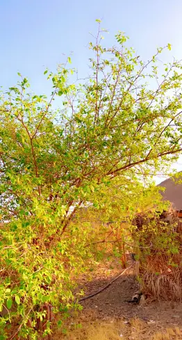 صورة ٢، استراحة مصلح الرويثي