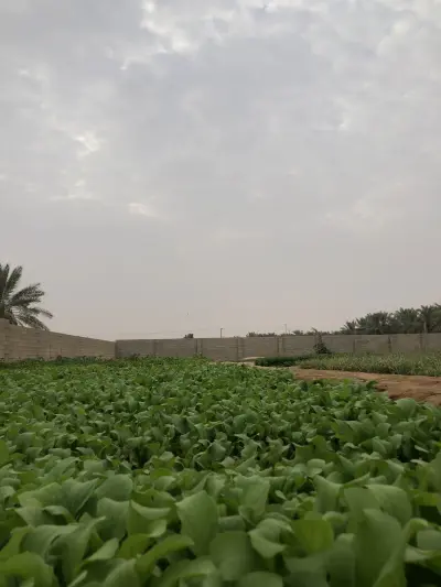 مزرعة علي محمد العبيد