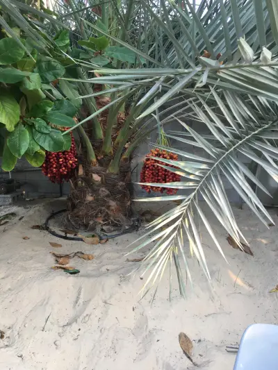 مزرعة بلودان